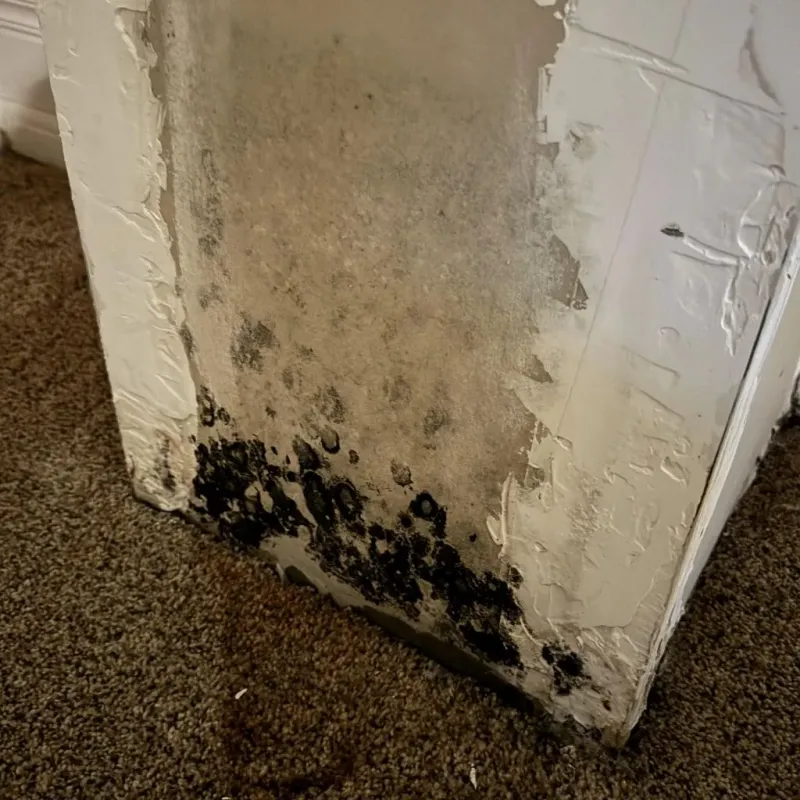 Professional Mold Removal in East Aurora, NY